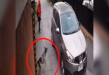 ¡Ángel de la guardia! Perro salvó a niña de un secuestro en Chile ¡Ángel de la guardia! Perro salvó a niña de un secuestro en Chile