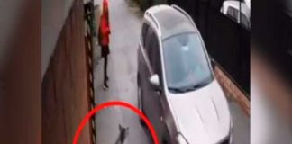 ¡Ángel de la guardia! Perro salvó a niña de un secuestro en Chile