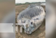 Asustados pobladores al ver una ballena muerta en la playa e Chinandega Asustados pobladores al ver una ballena muerta en la playa e Chinandega