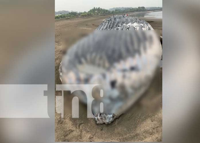 chinandega4 Asustados pobladores al ver una ballena muerta en la playa e Chinandega