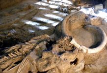 Cada vez más cerca de resucitar al mamut, y con propiedad intelectual Cada vez más cerca de resucitar al mamut, y con propiedad intelectual