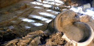 Cada vez más cerca de resucitar al mamut, y con propiedad intelectual