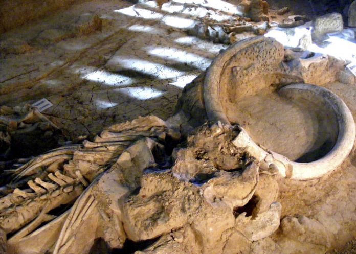 cuerno Cada vez más cerca de resucitar al mamut, y con propiedad intelectual