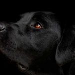 Nueve meses tras los barrotes de una cárcel por ahorcar a su perro en España