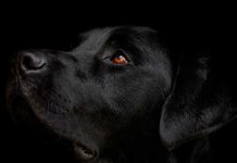 Nueve meses tras los barrotes de una cárcel por ahorcar a su perro en España