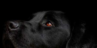 Nueve meses tras los barrotes de una cárcel por ahorcar a su perro en España