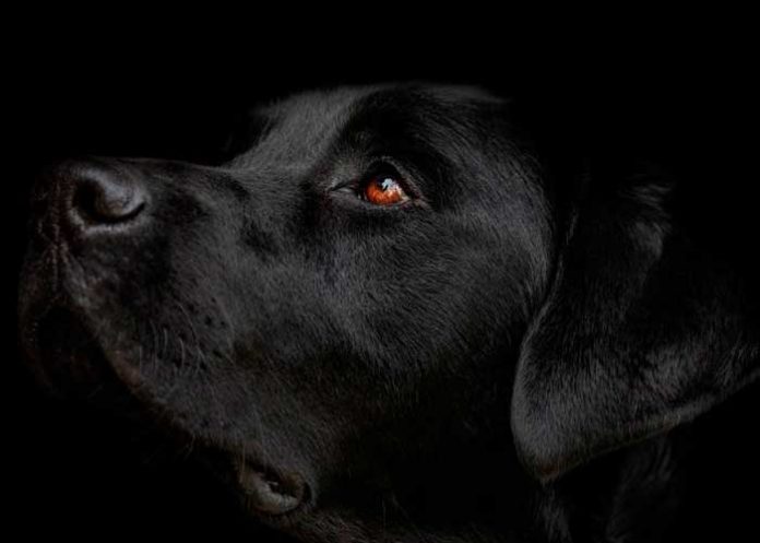 españa6 Nueve meses tras los barrotes de una cárcel por ahorcar a su perro en España