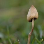 Es posible que algunas drogas "recreativas" ayuden con la salud mental