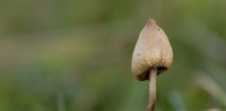 Es posible que algunas drogas "recreativas" ayuden con la salud mental