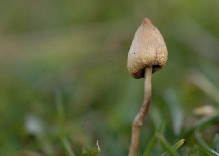 hongo Es posible que algunas drogas