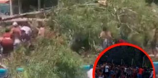 Bebé muere aplastado por la caída árbol en un balneario de Guanajuato