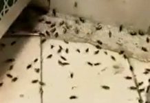 ¡Escena apocalíptica! Miles de langostas invadieron un templo religioso
