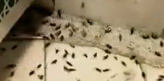 ¡Escena apocalíptica! Miles de langostas invadieron un templo religioso