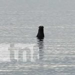 Foto: Ataque de "perro de agua" en la Isla de Ometepe / TN8