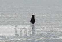 «Perro de agua» ataca a un pescador que estaba tranquilo en Ometepe Foto: Ataque de "perro de agua" en la Isla de Ometepe / TN8