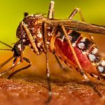Argentina registra una elevada cifra de casos de dengue y chikungunya Argentina registra una elevada cifra de casos de dengue y chikungunya