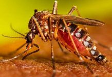 Argentina registra una elevada cifra de casos de dengue y chikungunya Argentina registra una elevada cifra de casos de dengue y chikungunya