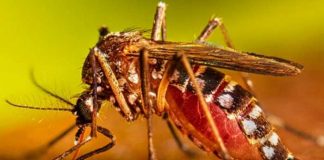 Argentina registra una elevada cifra de casos de dengue y chikungunya