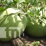 Cosecha y comercialización de frutas de verano con buen auge en Madriz Foto: Producción de frutas sigue en auge para Madriz / TN8