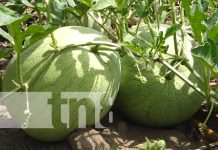 Cosecha y comercialización de frutas de verano con buen auge en Madriz Foto: Producción de frutas sigue en auge para Madriz / TN8