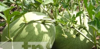 Foto: Producción de frutas sigue en auge para Madriz / TN8