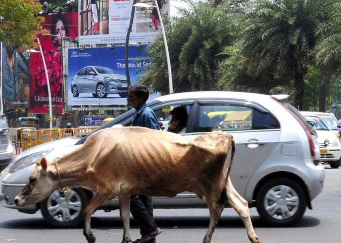 Hombre muere tras ser aplastado por una vaca en India