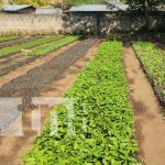 60 mil plantas serán distribuidas en los municipios de Larreynaga y Malpaisillo 60 mil plantas serán distribuidas en los municipios de Larreynaga y Malpaisillo