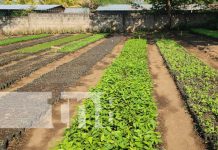 60 mil plantas serán distribuidas en los municipios de Larreynaga y Malpaisillo 60 mil plantas serán distribuidas en los municipios de Larreynaga y Malpaisillo
