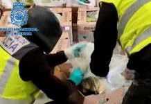 Foto: ¿Ingenioso? Detienen 2 toneladas de cocaína escondidas entre bananas / Cortesía