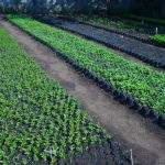 Gobierno de Nicaragua inicia la ll etapa de la Campaña «Verde que te quiero Verde» Foto: Gobierno de Nicaragua inicia la ll etapa la Campaña «Verde que te quiero Verde» / Cortesía