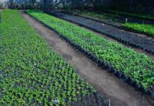 Gobierno de Nicaragua inicia la ll etapa de la Campaña «Verde que te quiero Verde» Foto: Gobierno de Nicaragua inicia la ll etapa la Campaña «Verde que te quiero Verde» / Cortesía