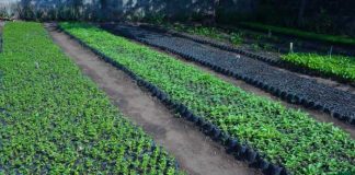 Foto: Gobierno de Nicaragua inicia la ll etapa la Campaña «Verde que te quiero Verde» / Cortesía