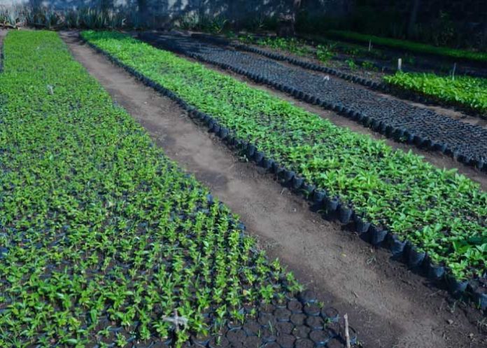 1 Foto: Gobierno de Nicaragua inicia la ll etapa la Campaña «Verde que te quiero Verde» / Cortesía