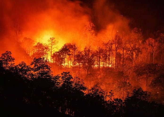 Bomberos Unidos extinguen 231 incendios forestales detectados en Nicaragua