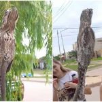 Un «pájaro fantasma» aparece en calles de Argentina causando el terror Un "pájaro fantasma" aparece en calles de Argentina causando el terror