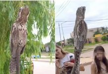 Un «pájaro fantasma» aparece en calles de Argentina causando el terror Un "pájaro fantasma" aparece en calles de Argentina causando el terror