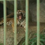 Foto: ¡Belleza natural! Parque Zoológico Nacional de Nicaragua trabaja en el bienestar de sus animales / Cortesía