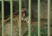 ¡Belleza Natural! Zoológico Nacional de Nicaragua trabaja en el bienestar de sus animales Foto: ¡Belleza natural! Parque Zoológico Nacional de Nicaragua trabaja en el bienestar de sus animales / Cortesía