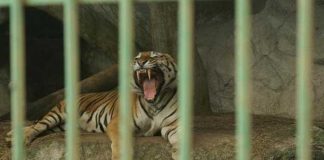 Foto: ¡Belleza natural! Parque Zoológico Nacional de Nicaragua trabaja en el bienestar de sus animales / Cortesía