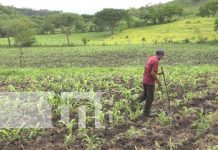 Productores de Estelí señalan que este invierno será uno de los mejores Productores de Estelí señalan que este invierno será uno de los mejores