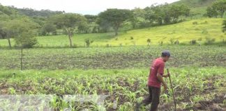 Productores de Estelí señalan que este invierno será uno de los mejores