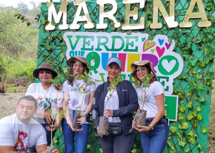 Nicaragua inicia la siembra de 26 millones de plantas en todo el país