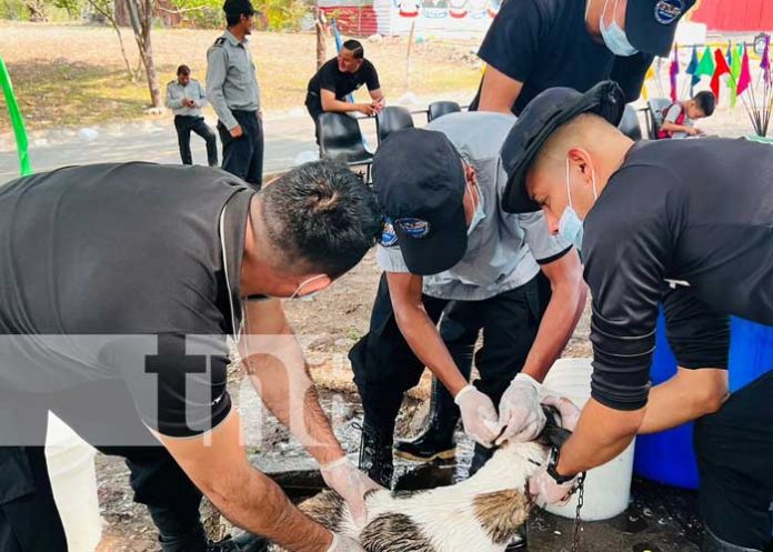 Sistema penitenciario en Matagalpa realiza jornada Canina