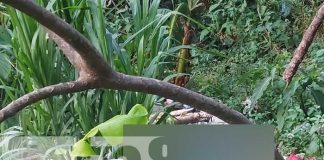 Foto: Encuentran en un barranco a un hombre sin vida que estaba desaparecido en Diriamba/ TN8