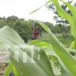 Ciclo agrícola: Productores nicaragüenses se preparan para el invierno Ciclo agrícola: Productores nicaragüenses se preparan para el invierno