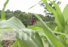 Ciclo agrícola: Productores nicaragüenses se preparan para el invierno Ciclo agrícola: Productores nicaragüenses se preparan para el invierno