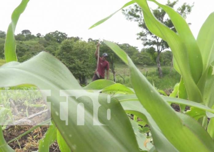 Ciclo agrícola: Productores nicaragüenses se preparan para el invierno