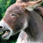 Burra "le baja los dientes" de una patada a un hombre que abusó de ella