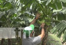 Productores de plátanos con buenas expectativas para la cosecha en Rivas