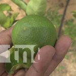 Familia emprende exitosa producción de cítricos en Rivas Familia emprende exitosa producción de cítricos en Rivas